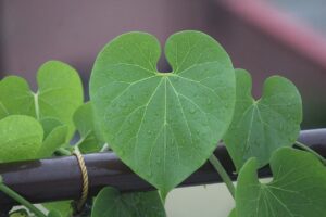 Benefits of giloy