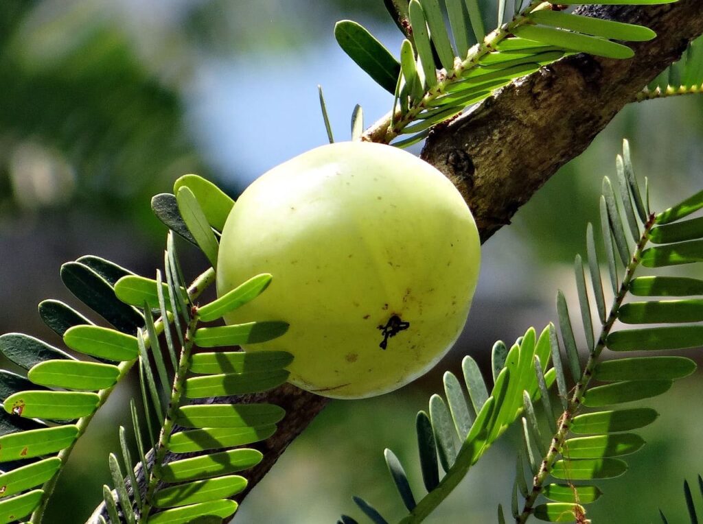 Benefits of amla