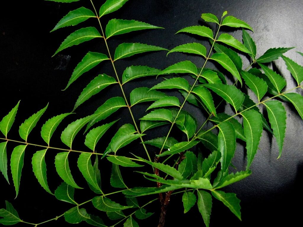 Benefits of neem
