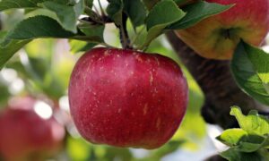 Benefits of apple
